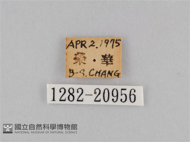 褐翅蔭眼蝶藏品圖，第3張