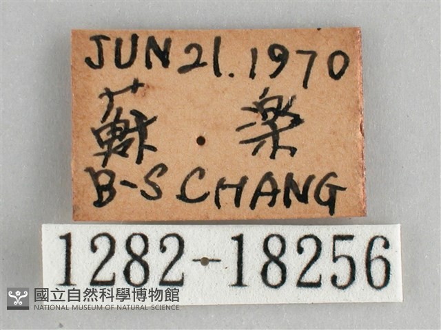 細帶環蛺蝶藏品圖，第3張