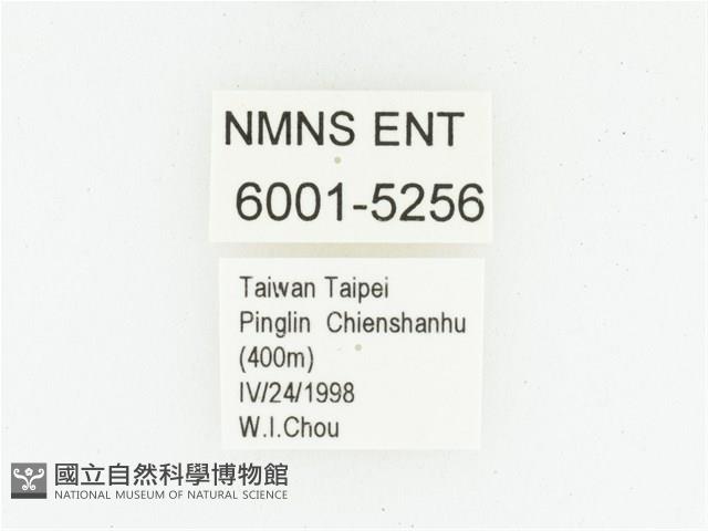 血紅虎斑花金龜藏品圖，第2張