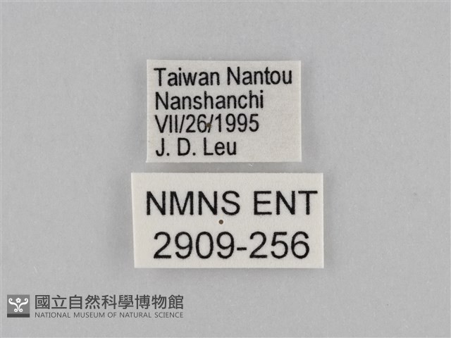 密紋波眼蝶藏品圖，第3張