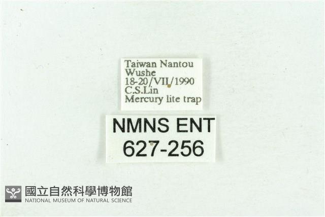 粉紅帶散紋夜蛾藏品圖，第3張