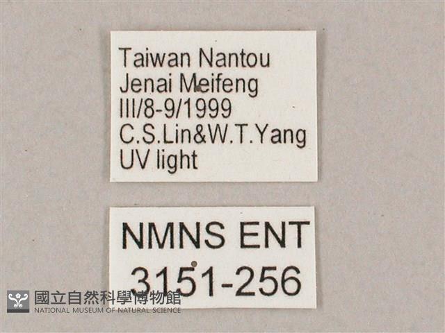 井上氏絨毛天蛾藏品圖，第3張