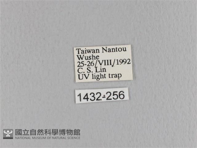 臺灣枯葉蛾藏品圖，第3張