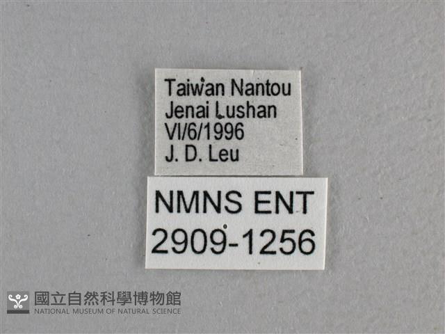 玉帶弄蝶藏品圖，第3張