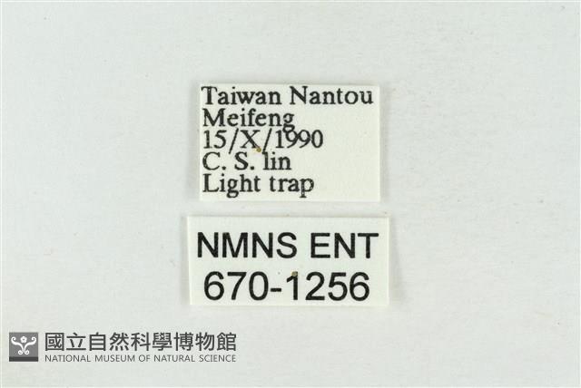 寬帶波紋蛾藏品圖，第3張