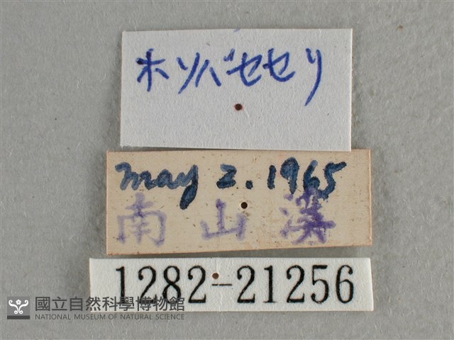 白斑弄蝶藏品圖，第3張