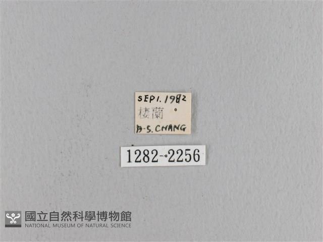 松大毛蟲藏品圖，第3張