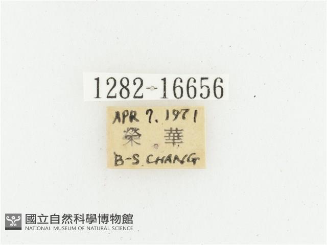 偽橫斑黑花金龜藏品圖，第2張