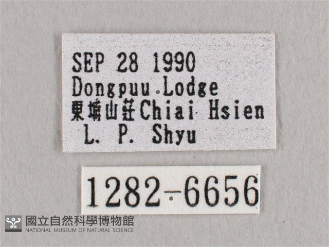 銀端帶鉤蛾藏品圖，第3張
