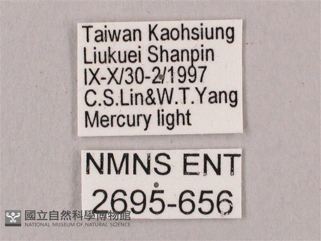 直翅六點天蛾藏品圖，第3張