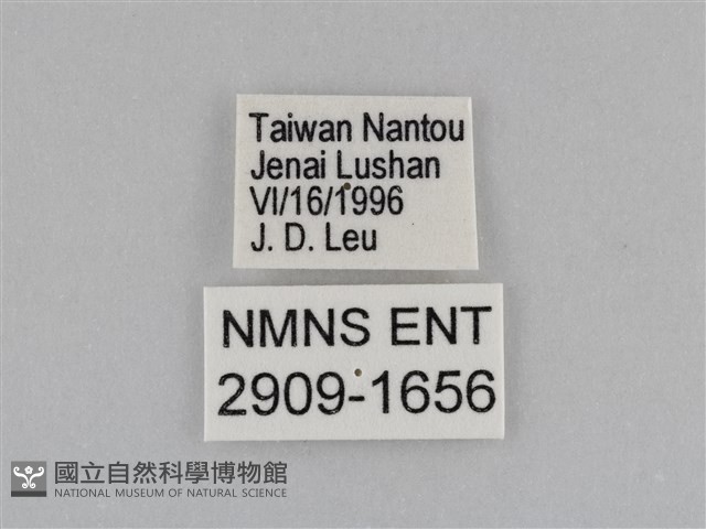 江崎波眼蝶藏品圖，第3張