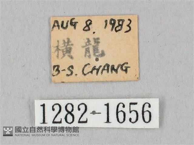 白點天蛾 藏品圖，第3張