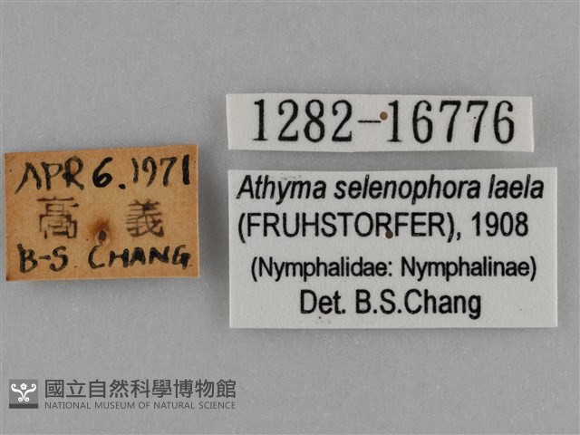 臺灣絹蛺蝶藏品圖，第3張