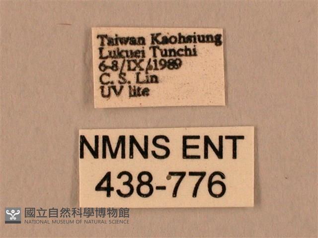 棕綠背線天蛾藏品圖，第3張