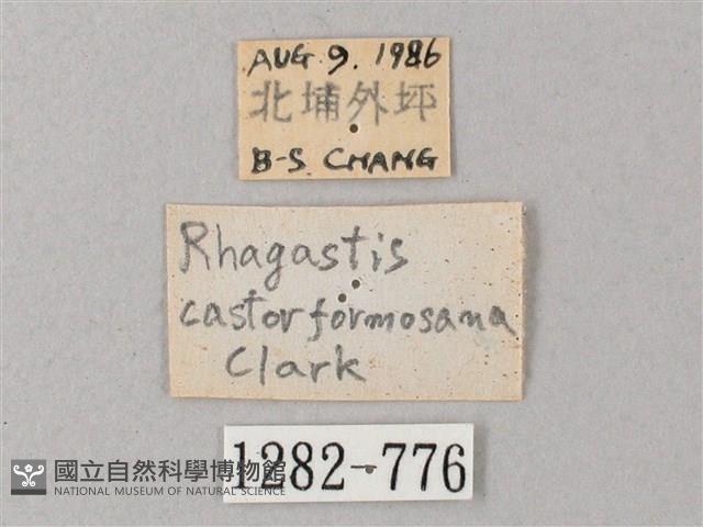 臺灣白肩天蛾藏品圖，第3張