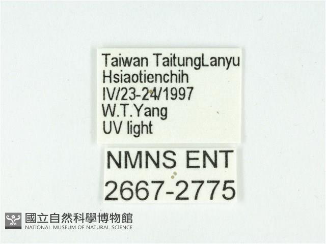 叉紋閃舞蛾藏品圖，第3張