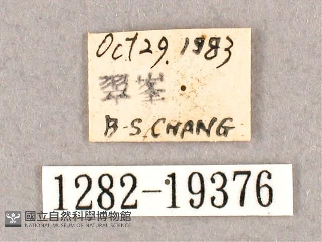 銀端帶鉤蛾藏品圖，第3張