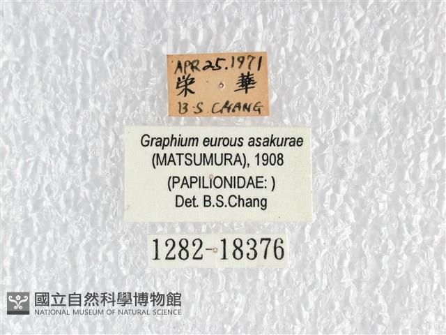 黑尾劍鳳蝶藏品圖，第3張