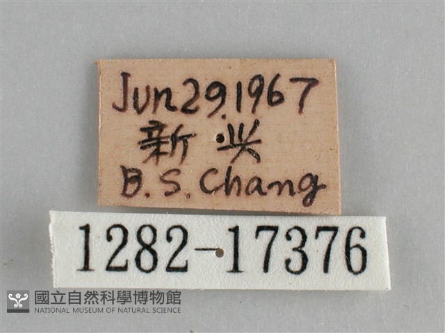 鱗紋眼蛺蝶藏品圖，第3張