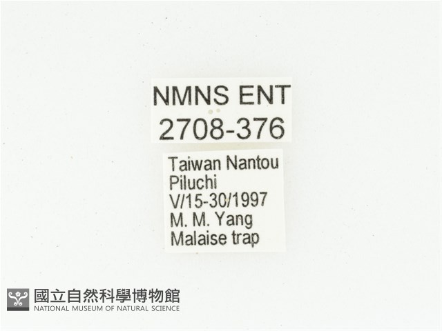 橫紋青銅金龜藏品圖，第2張