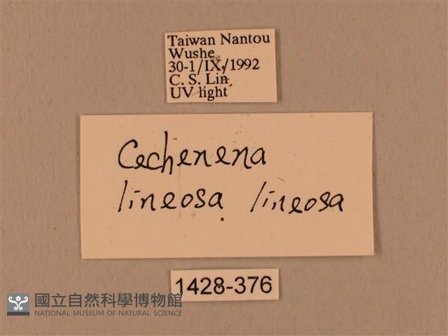 棕綠背線天蛾藏品圖，第3張