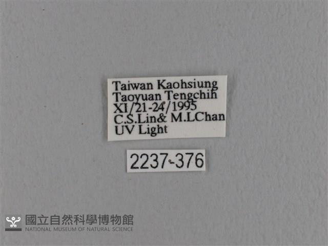 波紋枯葉蛾藏品圖，第3張