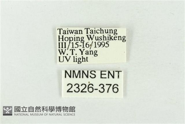 印華波紋蛾藏品圖，第3張