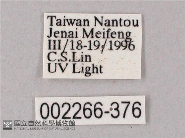 榆綠天蛾藏品圖，第3張