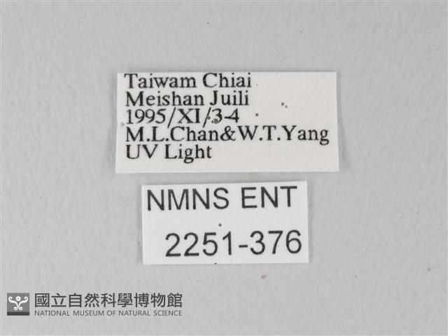 臺灣卵翅蛾藏品圖，第3張