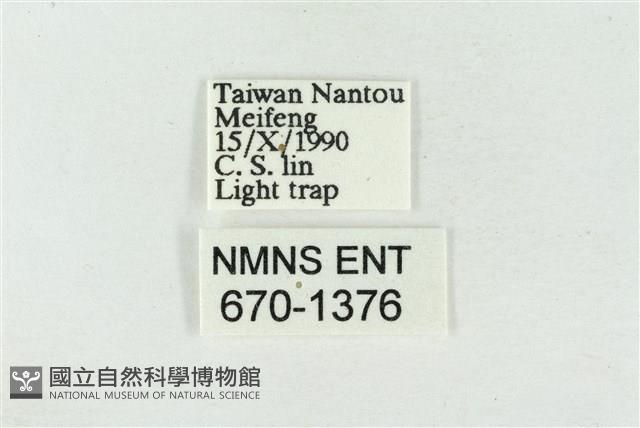 素木氏美波紋蛾藏品圖，第3張