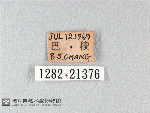 橙翅傘弄蝶藏品圖，第3張