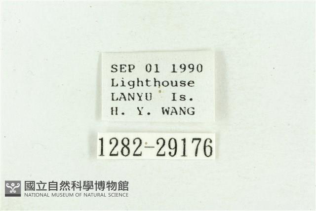 弧角散紋夜蛾藏品圖，第3張