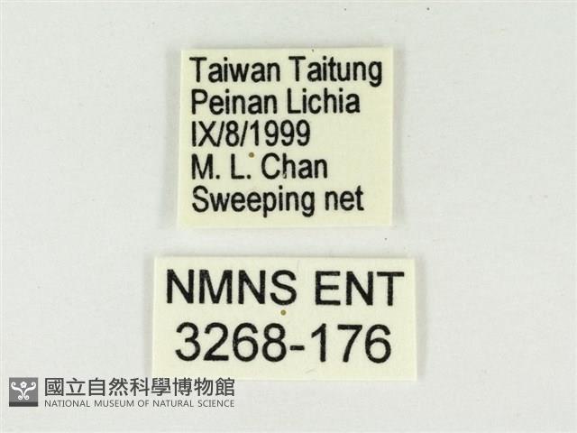 白雅波灰蝶藏品圖，第3張