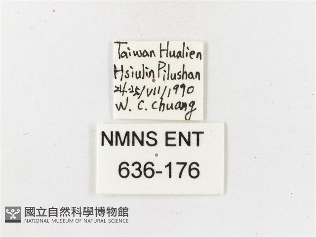 玉山幽眼蝶藏品圖，第3張