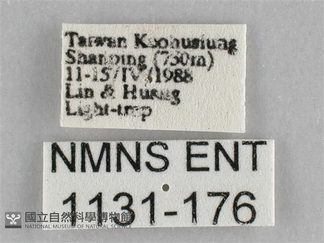 長斑擬燈蛾藏品圖，第3張