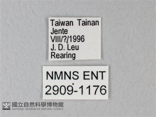 白粉蝶、紋白蝶藏品圖，第3張