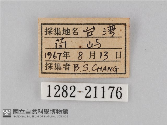 小波眼蝶藏品圖，第3張