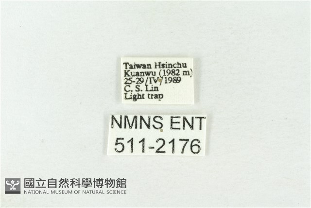 棍棒污燈蛾藏品圖，第3張