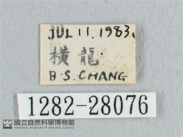 接骨木帶鉤蛾藏品圖，第3張