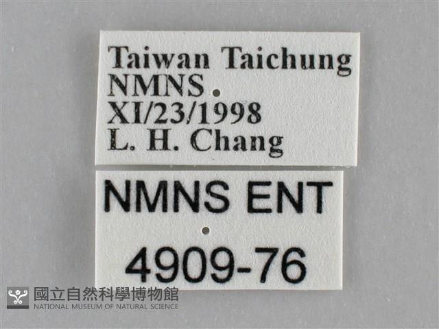 細波遷粉蝶藏品圖，第3張