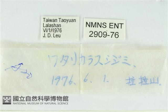 渡氏烏灰蝶藏品圖，第3張