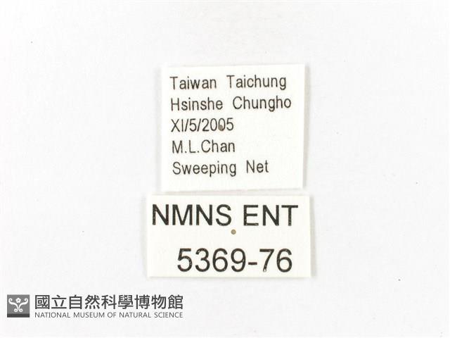 重陽木螢斑蛾藏品圖，第3張