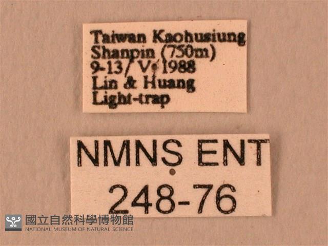 暗綠白腰天蛾藏品圖，第3張