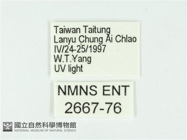 叉紋閃舞蛾藏品圖，第3張