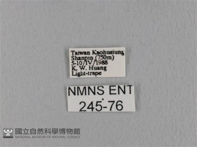 鋸緣枯葉蛾藏品圖，第3張