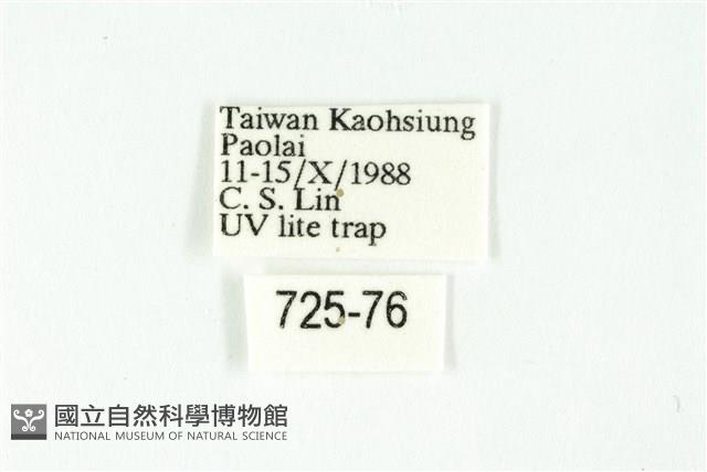 白斑散紋夜蛾藏品圖，第3張