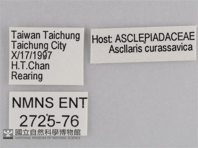 樺斑蝶藏品圖，第3張