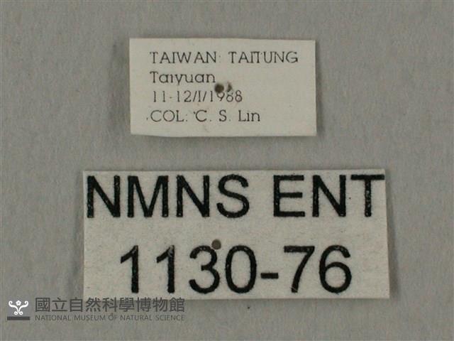 斜線天蛾藏品圖，第3張