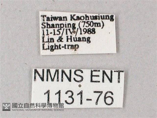 間斷斜紋天蛾藏品圖，第3張