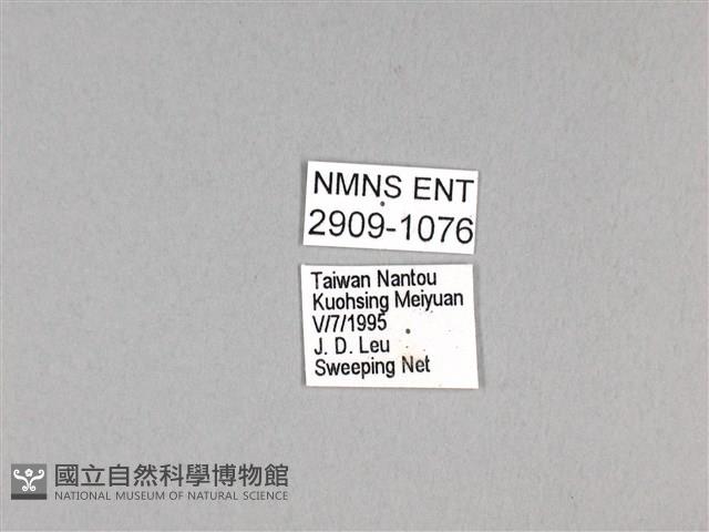 劍鳳蝶藏品圖，第3張
